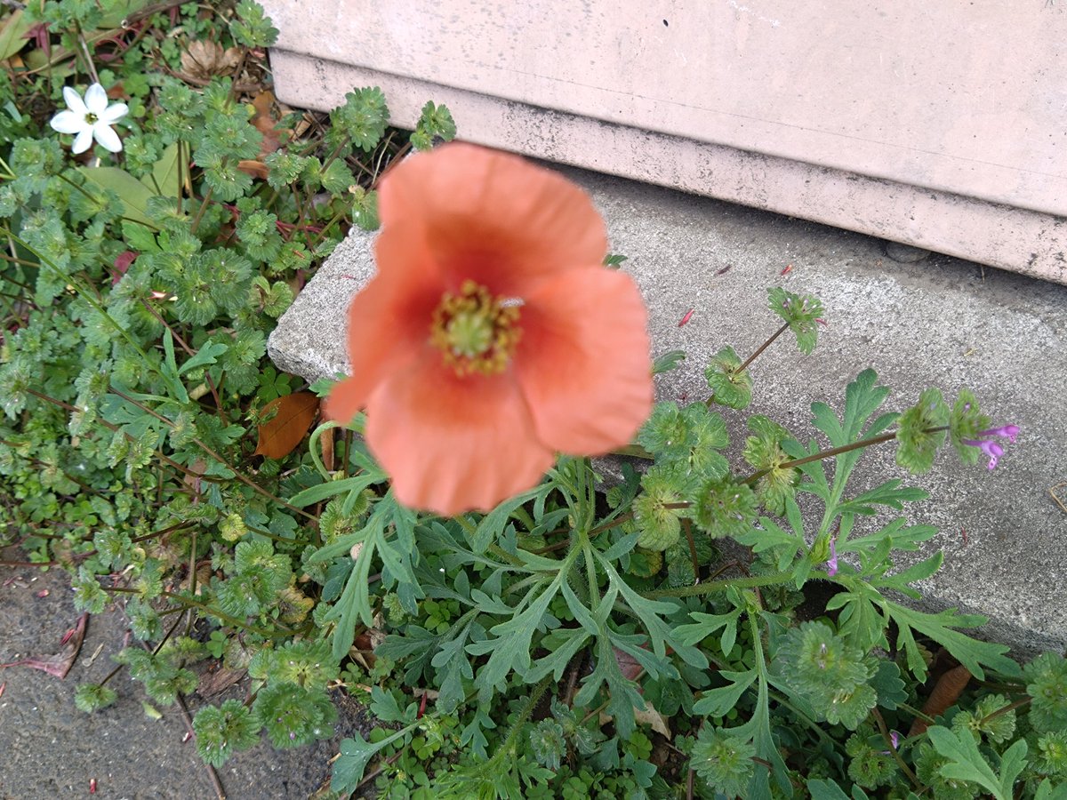 林田慎吾 tweet media