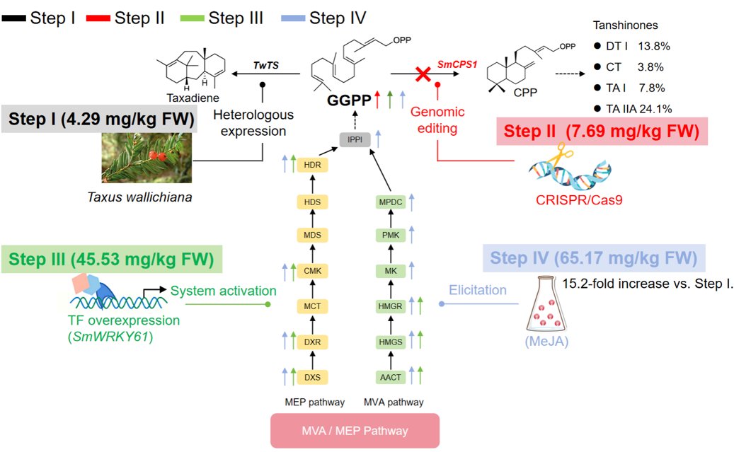 MPlantPCom's tweet image. Engineering Salvia miltiorrhiza hairy roots as a scalable platform for high-yield production of paclitaxel and ginsenoside precursors #resource #PlantCommunications cell.com/plant-communic…