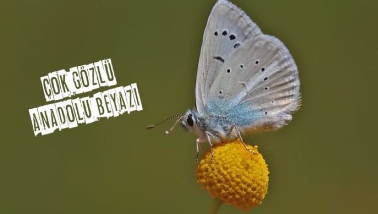 Salda Gölü • Dernek Arşivi tweet media