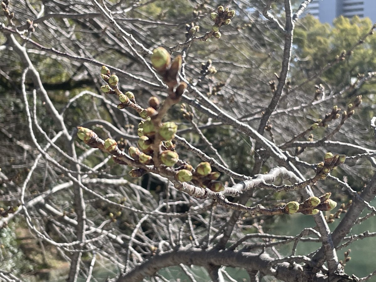 もこちゃん9さい tweet media