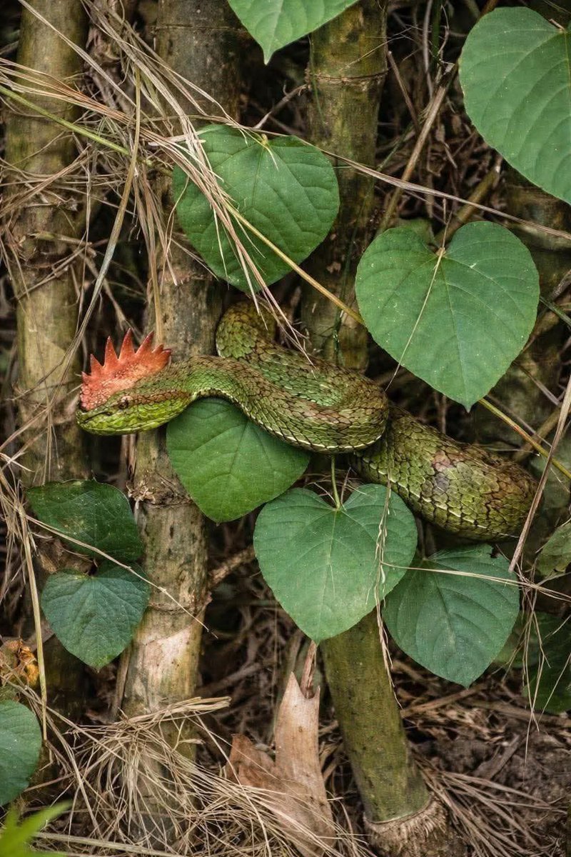 BSAT Properties tweet media