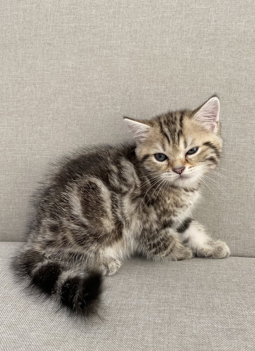 _(꒪⌓꒪」Nl_lMl3... ∠)_🏳️🌈🎨 tweet media