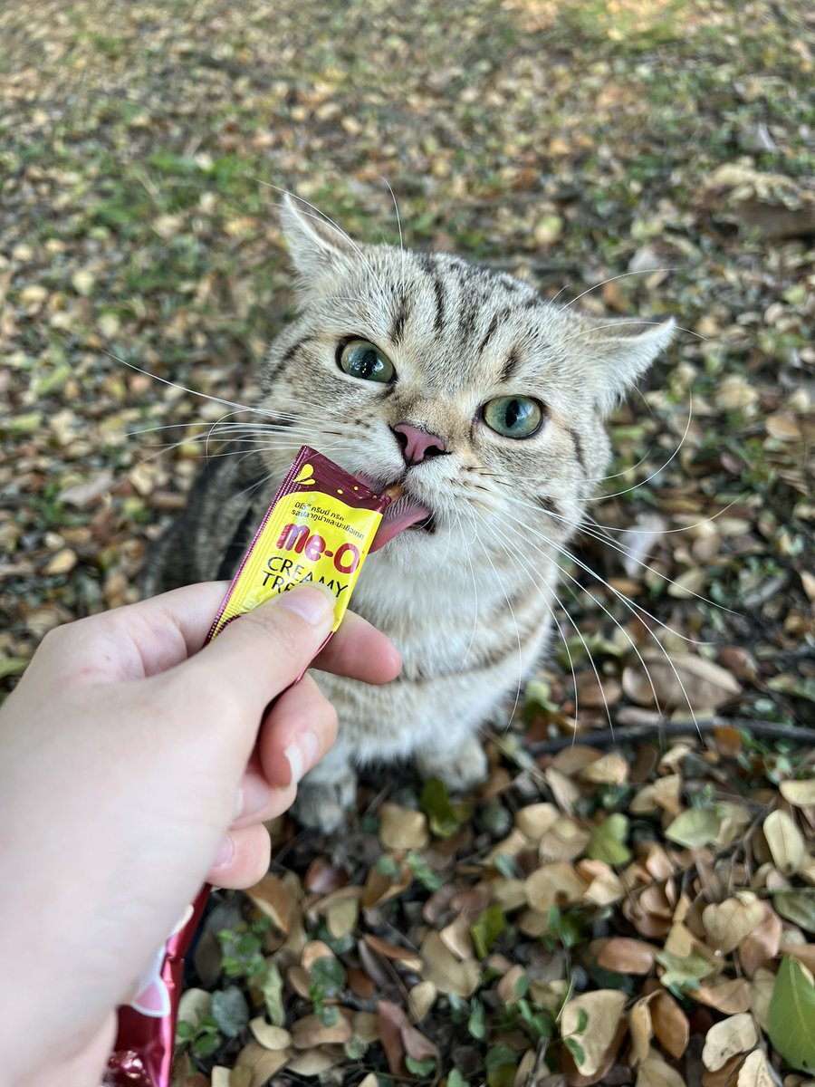 _(꒪⌓꒪」Nl_lMl3... ∠)_🏳️🌈🎨 tweet media