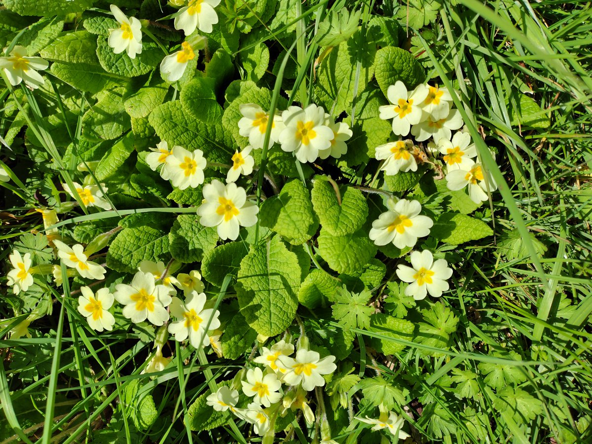 Julie27Rose's tweet photo. Pretty spring flowers whilst litter picking yesterday.
#litterpicker #SouthWales #Volunteer 🏴 https://t.co/7Ep6jypT3A
