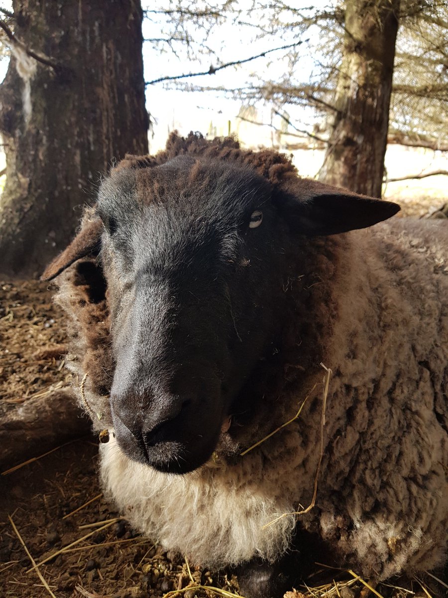 Irene Mackay#The Vegan Shepherdess tweet media