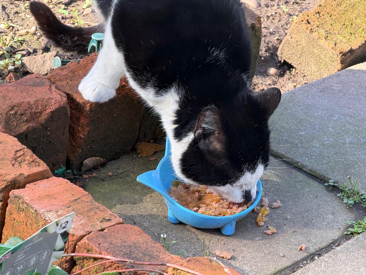 Robert Allotment cat,now helped by Janet & Amanda tweet media