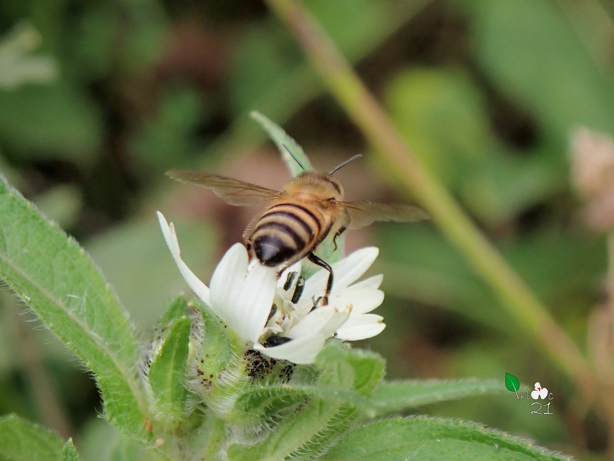 irlac21's tweet image. Captured bees pollinating flowers of the plant species Aspilia during my biodiversity documentation work.

#pollinator #Flower #bee #biodiversity #plant