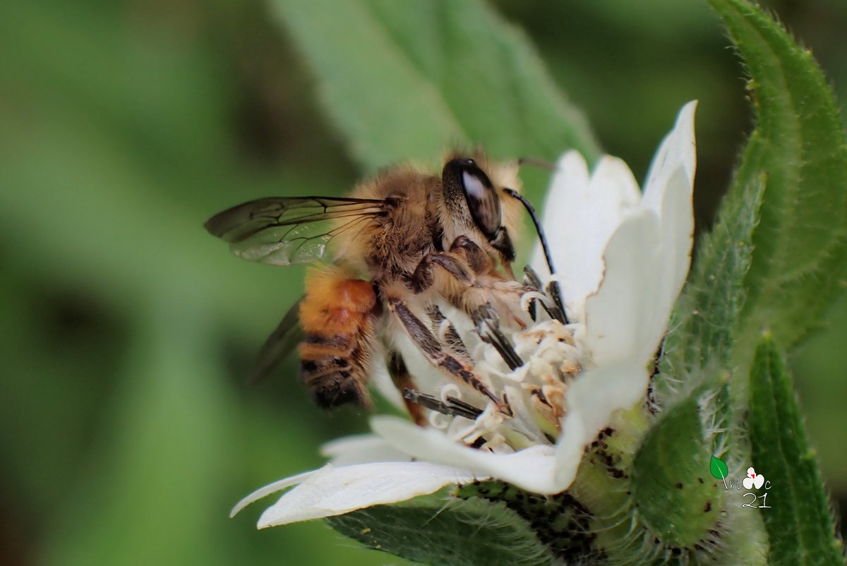 irlac21's tweet image. Captured bees pollinating flowers of the plant species Aspilia during my biodiversity documentation work.

#pollinator #Flower #bee #biodiversity #plant