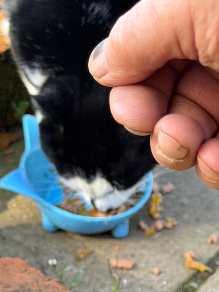 Robert Allotment cat,now helped by Janet & Amanda tweet media