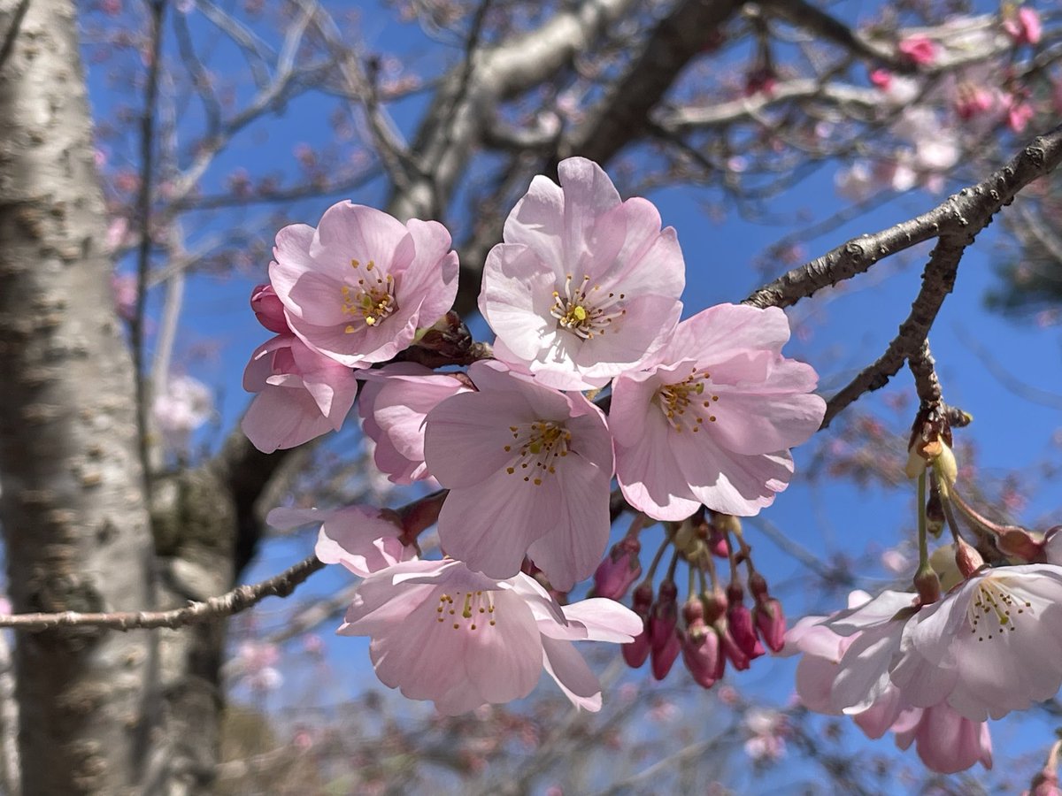 もこちゃん9さい tweet media