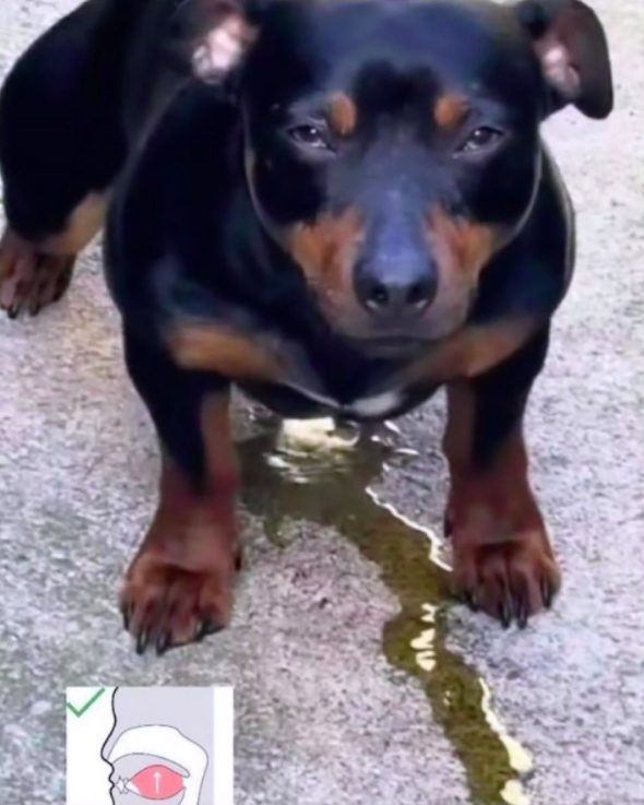 Shitpost 2077 tweet media