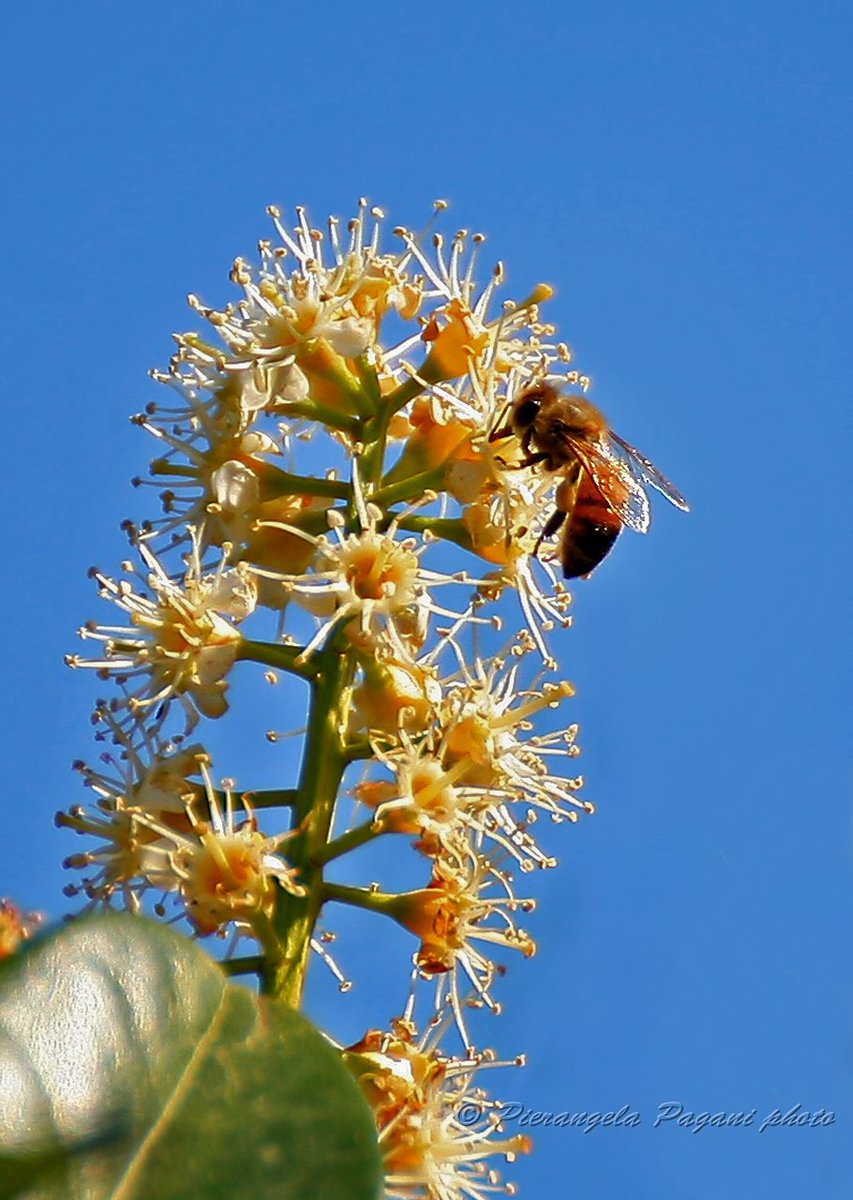 @ferrarisergio4 tweet media