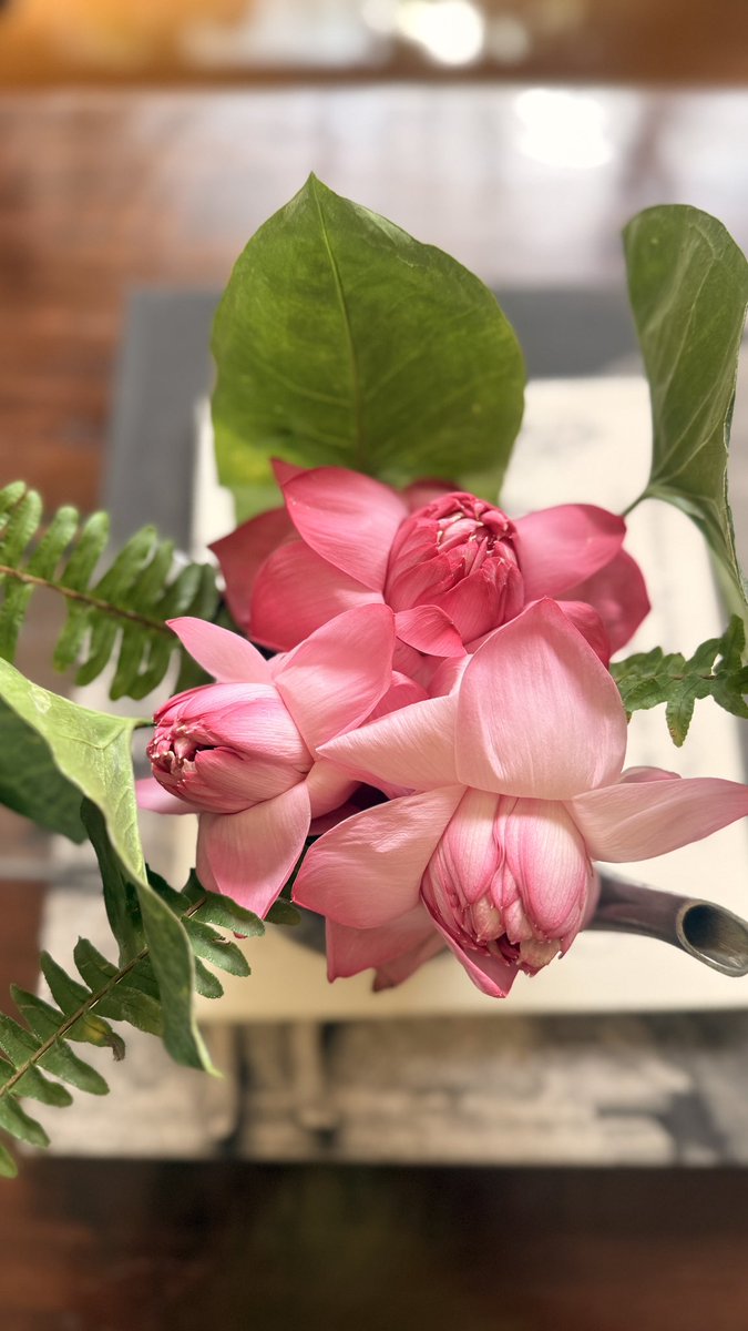 Dr Nandita Iyer tweet media