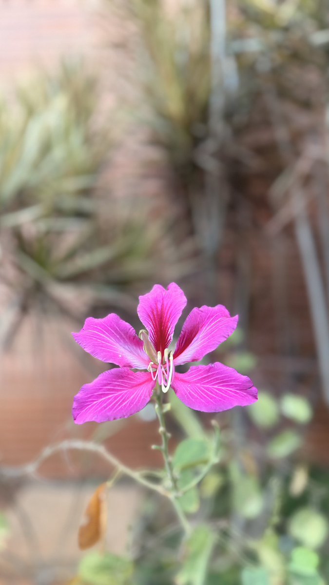 Dr Nandita Iyer tweet media