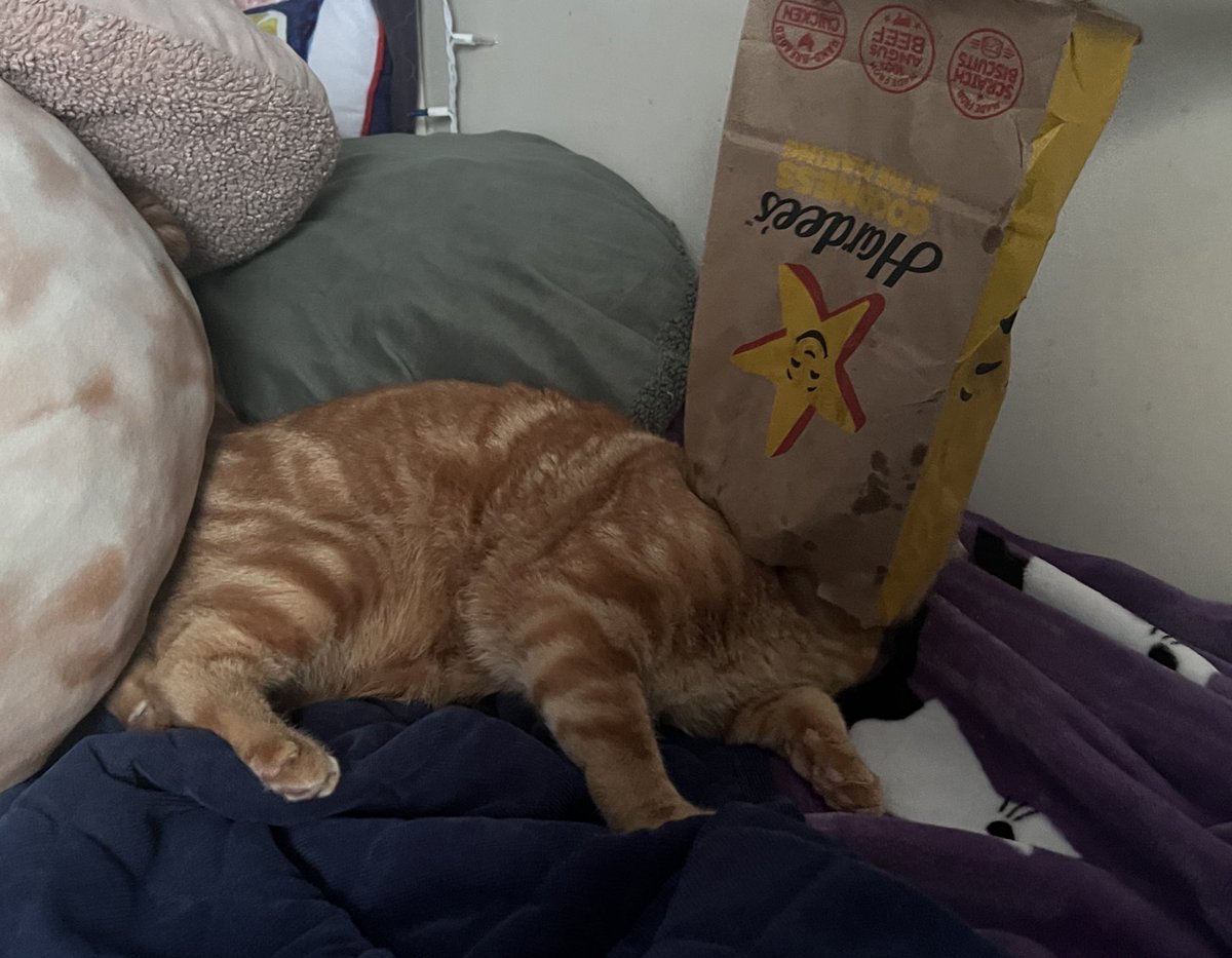 🌈🍀walkup kitties tweet media