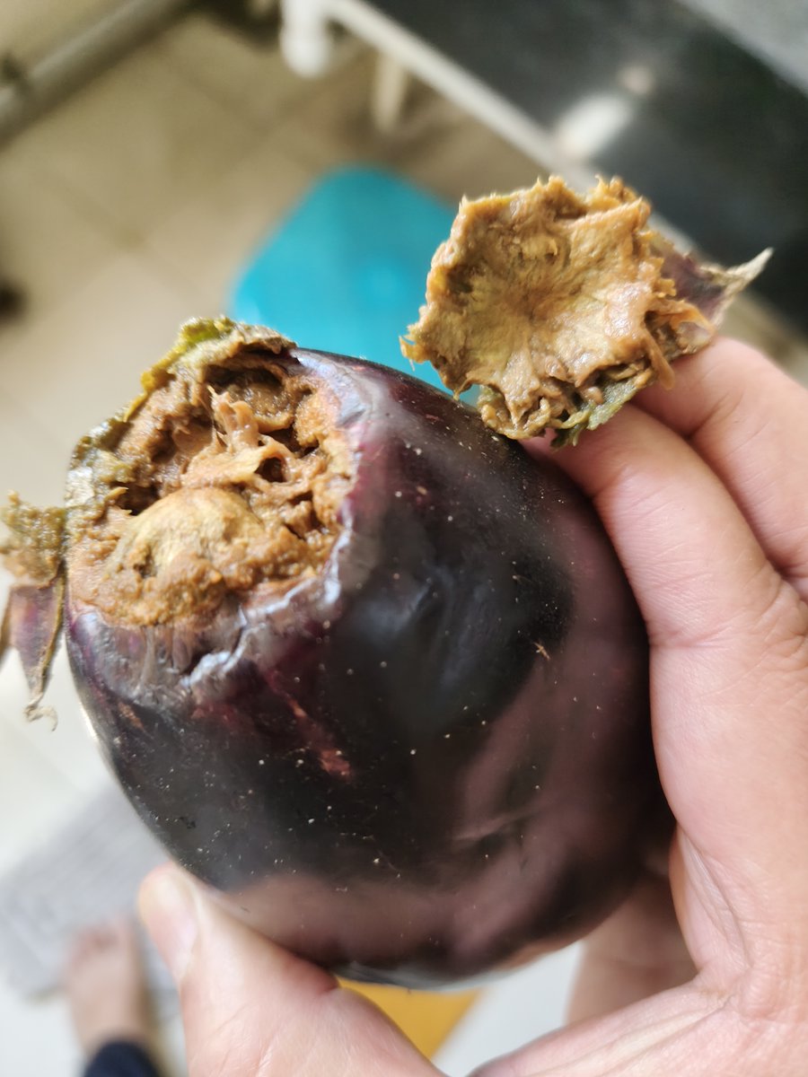anujgupta17's tweet photo. @ZeptoNow @zeptocares Pathetic! Received all rotten &amp; stale vegetables (Cauliflower, Coriander, Brinjal, Capsicum) in Order #PPLUVPBTF41114. Ur chatbot is useless &amp; won't connect to an agent. Is this your standard for food safety? Refund immediately  @fssai #Zepto  #FoodSafety https://t.co/s9dfOglhMD