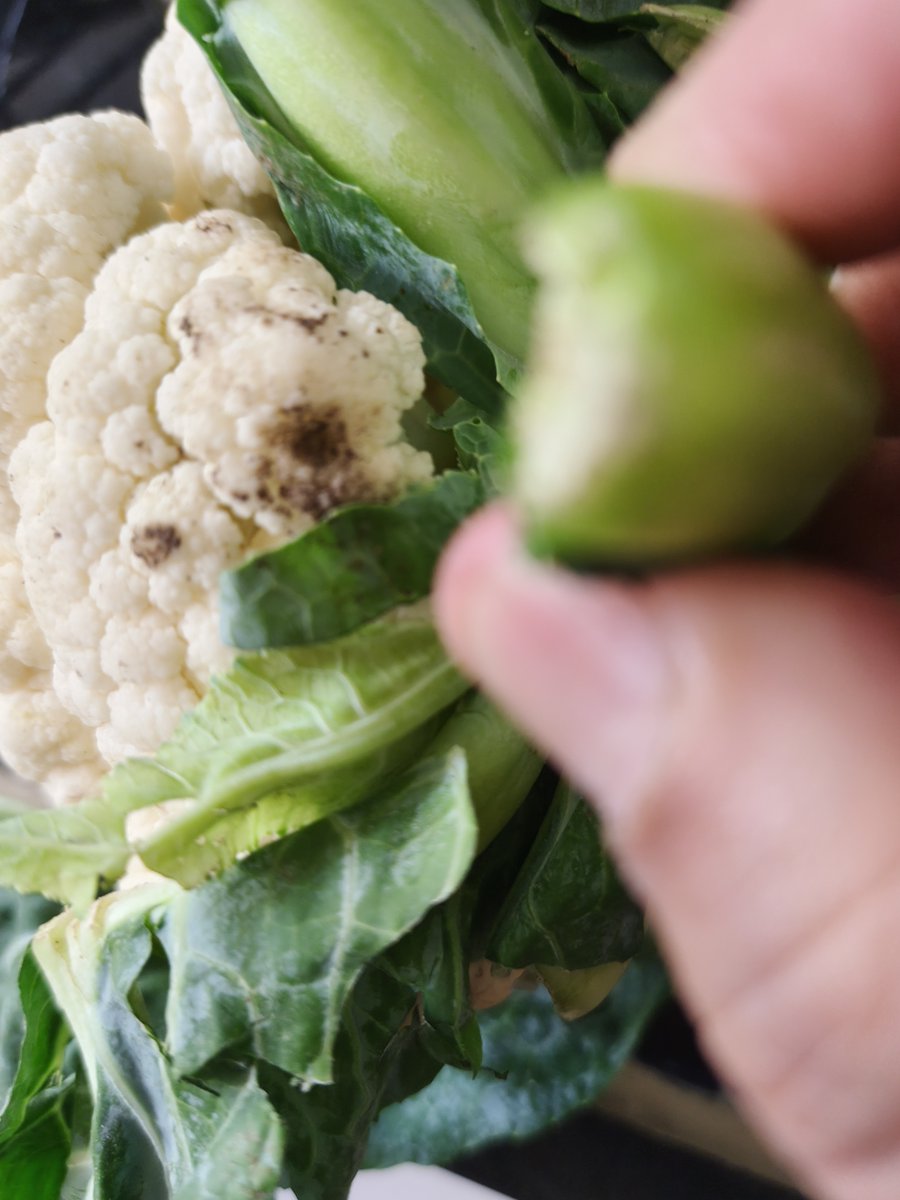 anujgupta17's tweet photo. @ZeptoNow @zeptocares Pathetic! Received all rotten &amp; stale vegetables (Cauliflower, Coriander, Brinjal, Capsicum) in Order #PPLUVPBTF41114. Ur chatbot is useless &amp; won't connect to an agent. Is this your standard for food safety? Refund immediately  @fssai #Zepto  #FoodSafety https://t.co/s9dfOglhMD