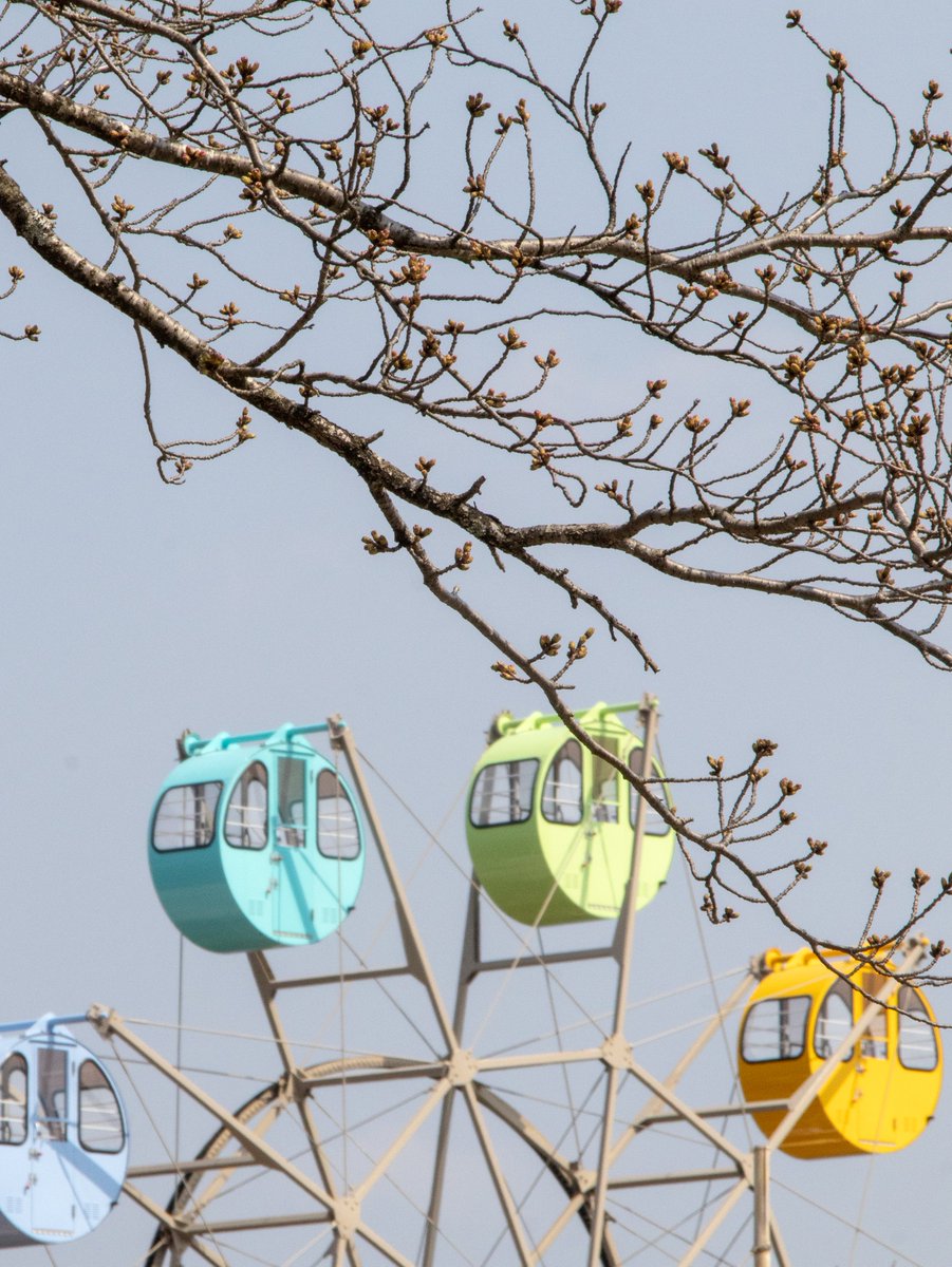 宮津市(公式)天橋立 tweet media