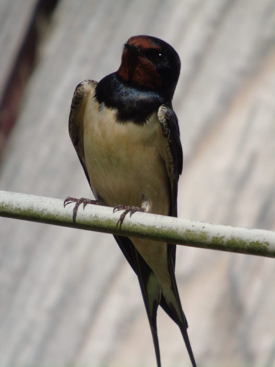 Plitvice Lakes National Park tweet media