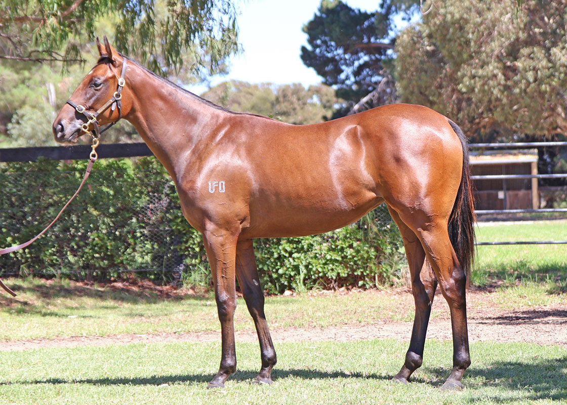 Mill Park Stud tweet media