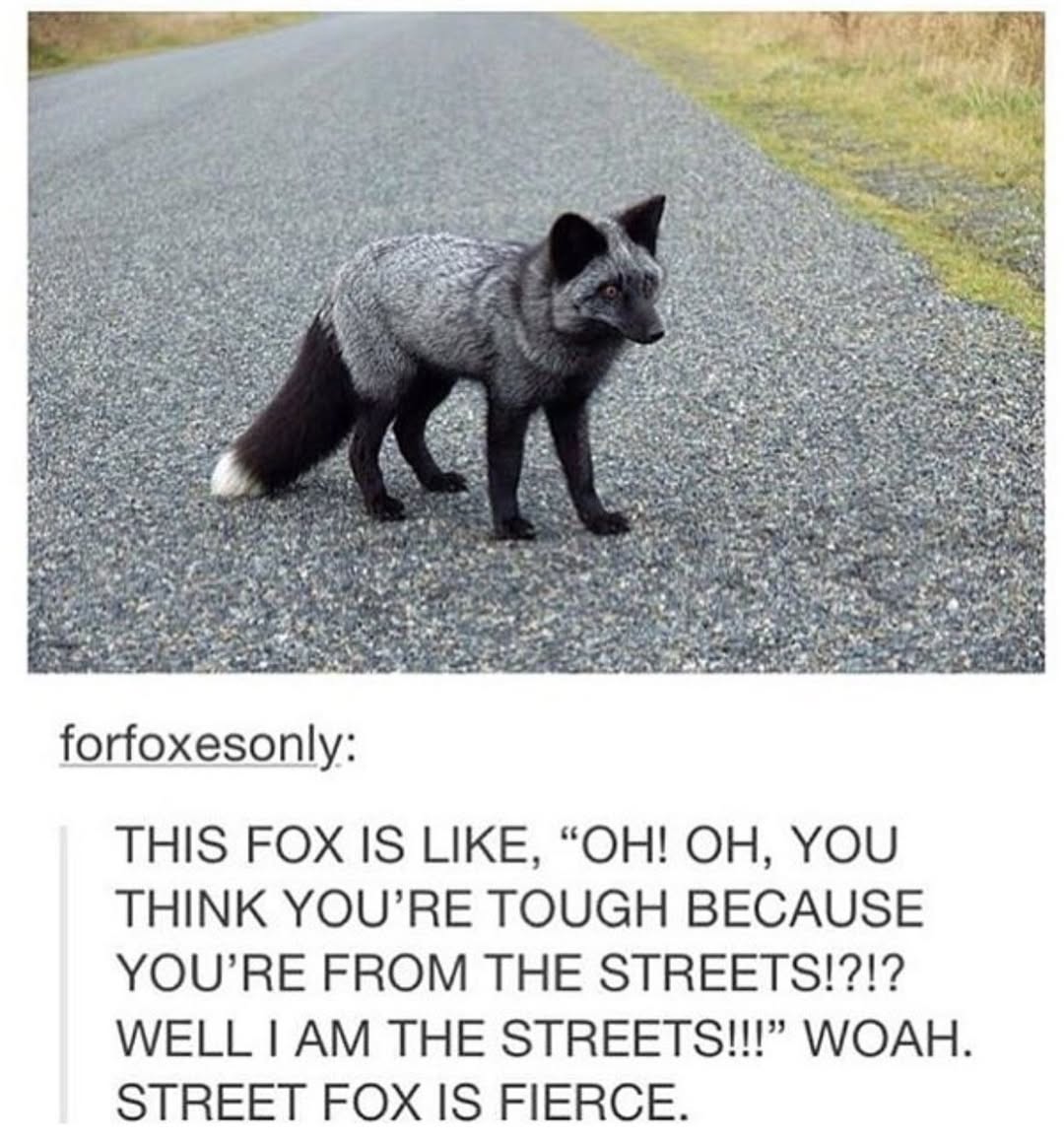 🍁 𝓣𝓱𝓮 𝓕𝓸𝔁 𝓛𝓲𝓯𝓮 🌾🦊 tweet media