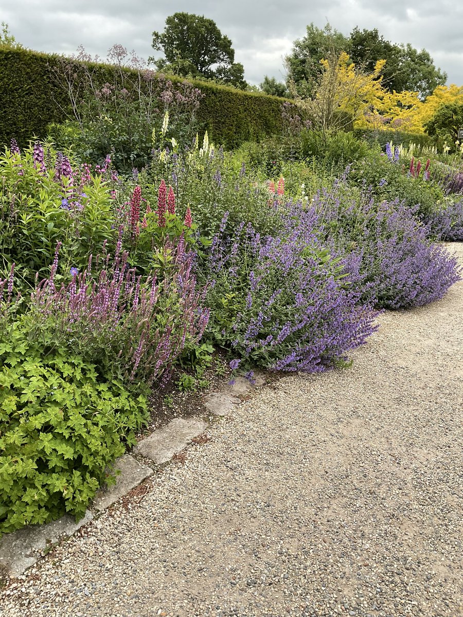 WalterDog ☘️ tweet media