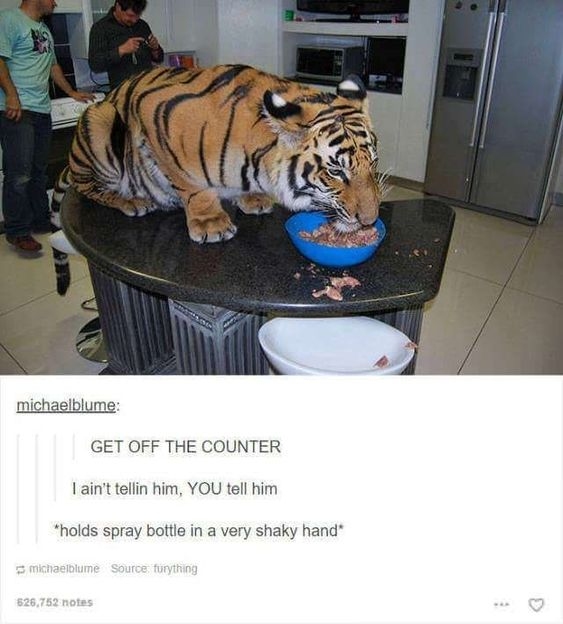 WholesomeMemes tweet media