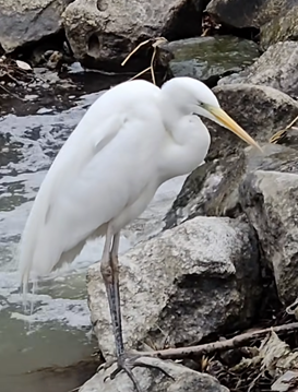 자연 냇가에 뭔기 누군가 이상한 물체를 잔뜩 버려놔서
지역 주민들의 민원이 빗발침 ..

- 빈백 내부 충전 스폰지로 확인 
- 냇가에 서식하는 백로들이 스펀지를 먹은 건지 .. 많이 불편해 보임 ..

진짜 왜 이러냐 ㅋㅋㅋㅋㅋㅋ
미친 거 아니야 ?????