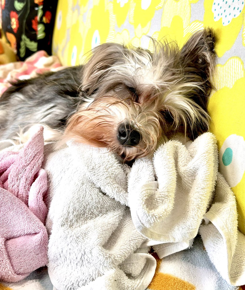 犬を見て🐕‍🦺落ち着いて✋✋✋