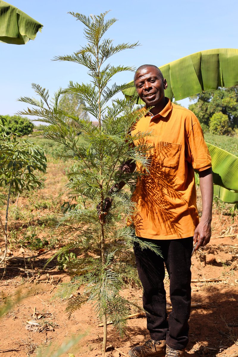 Mount Elgon Tree Growing Enterprise tweet media