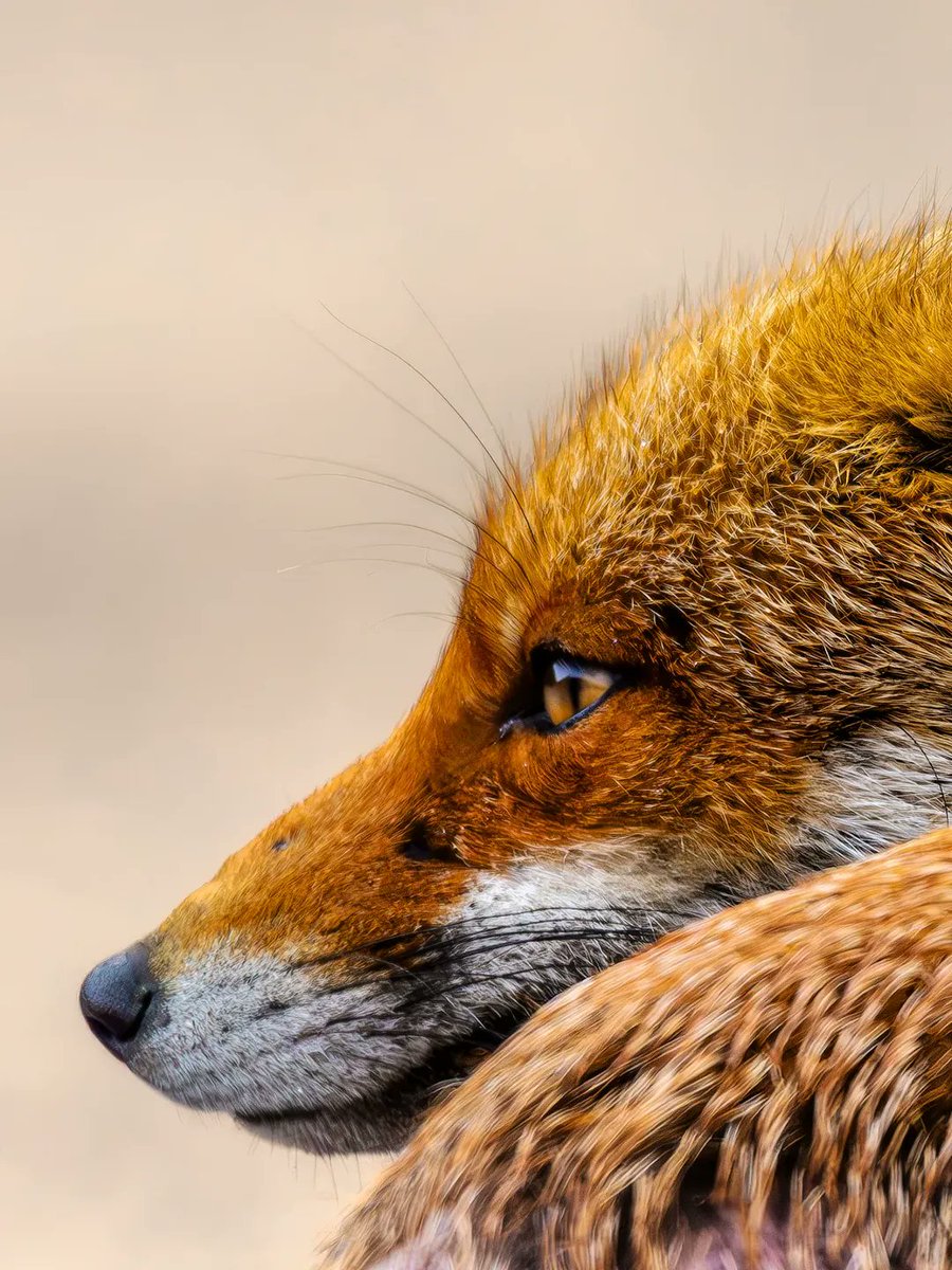 🍁 𝓣𝓱𝓮 𝓕𝓸𝔁 𝓛𝓲𝓯𝓮 🌾🦊 tweet media