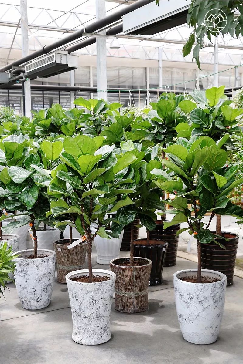 melek yılmaz tweet media