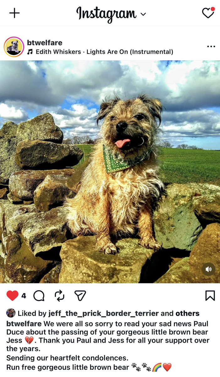 Marley The Dog tweet media