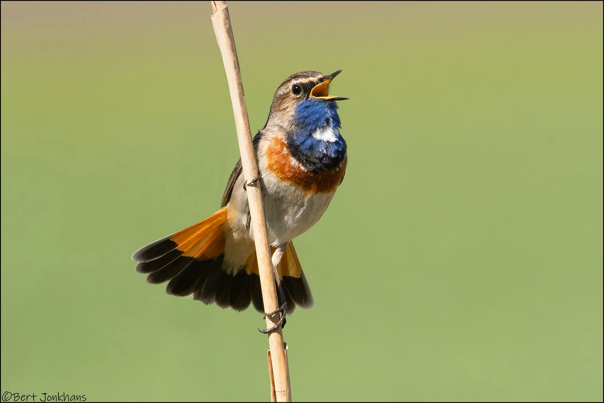 Bert Jonkhans tweet media