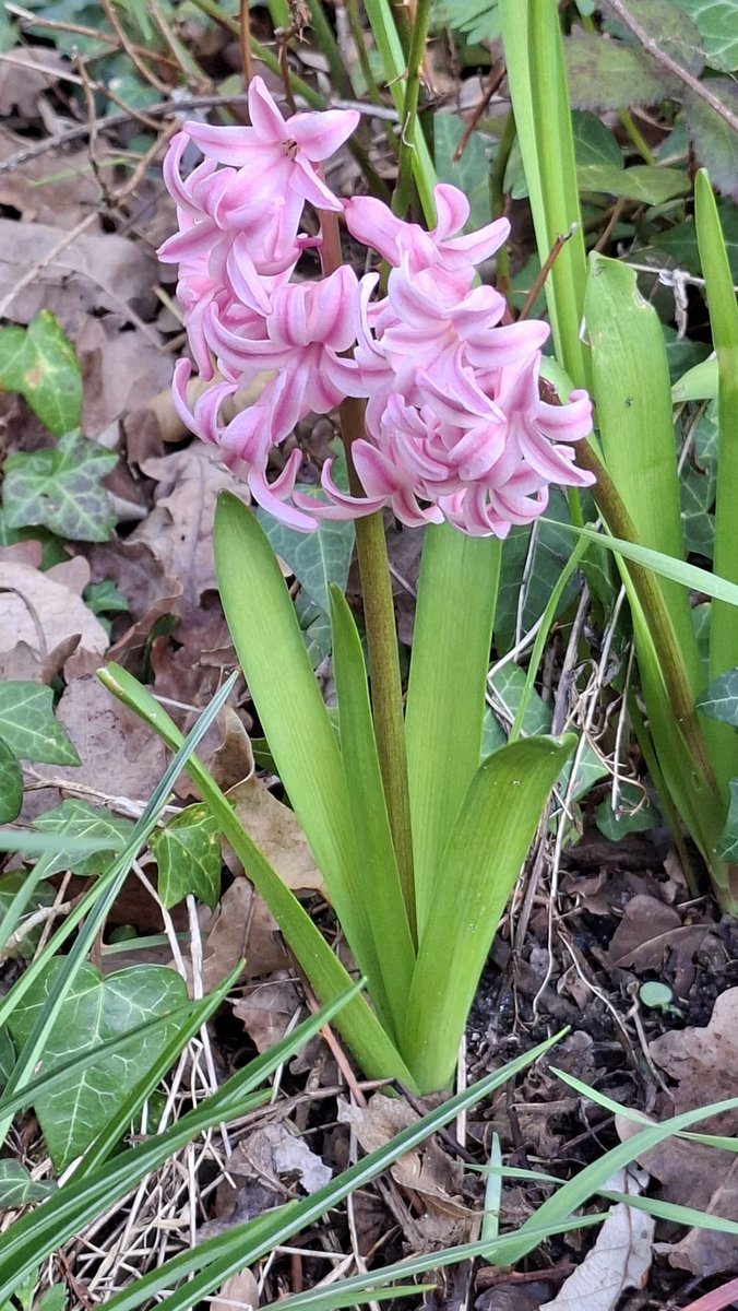 Ger Wijnhoven tweet media