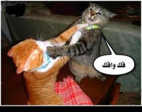 peaceful tweet media