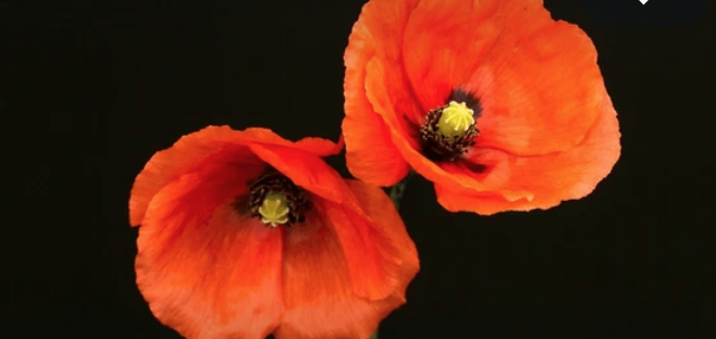 Pippa Ettore tweet media