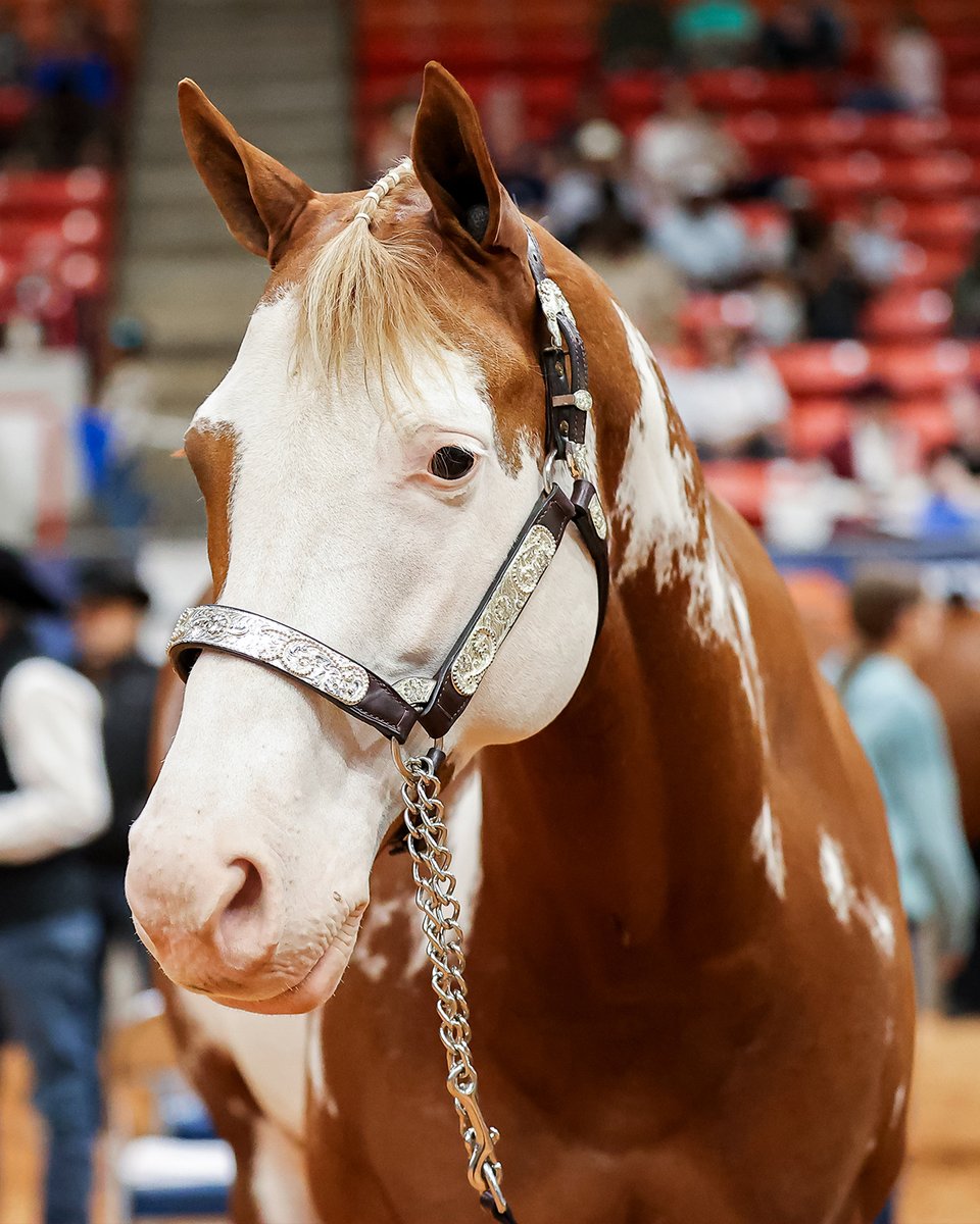 RODEOHOUSTON tweet media