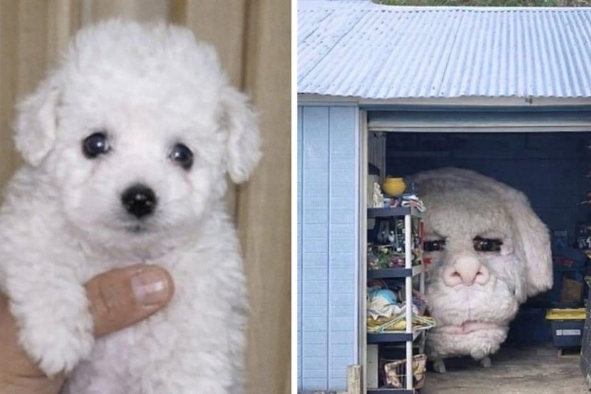 Dilo con perritos tweet media