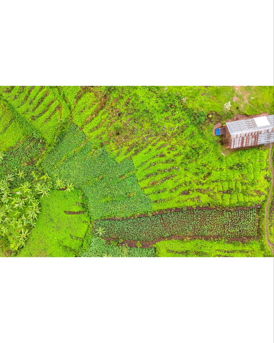 Jonathan Benaiah (alias The Ugandan Tourist) tweet media