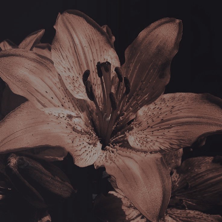 ‍ᅟᅟ ‍ᅟᅟ ‍ ‍ 𝘩𝑒𝑙𝑜𝑖𝑠𝑎‍.ᅟᅟ ‍ᅟᅟ ‍ ‍ tweet media