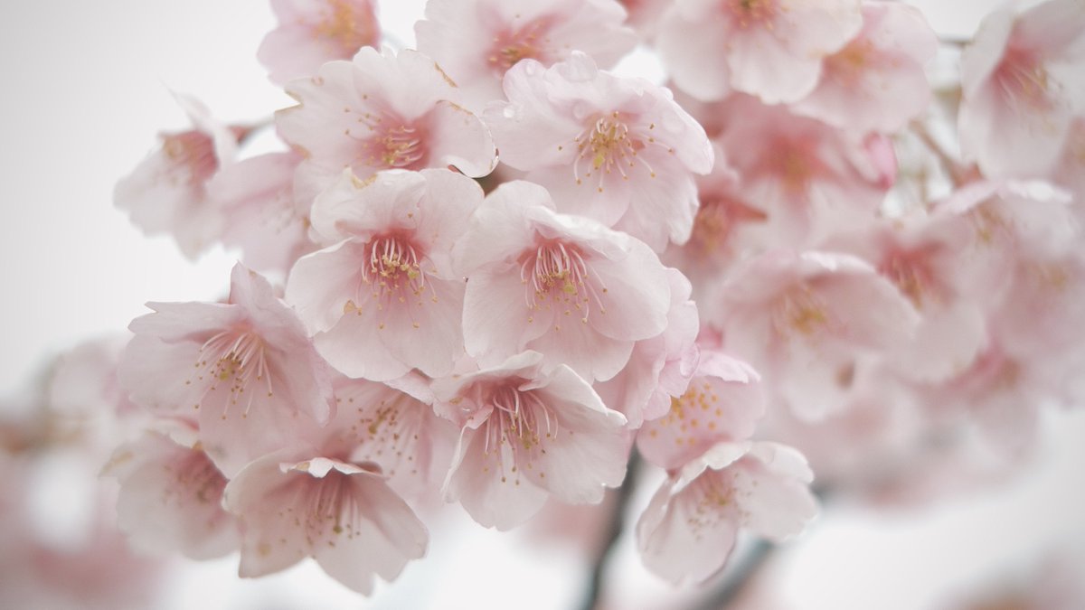 𝙢𝙞𝙞 tweet media