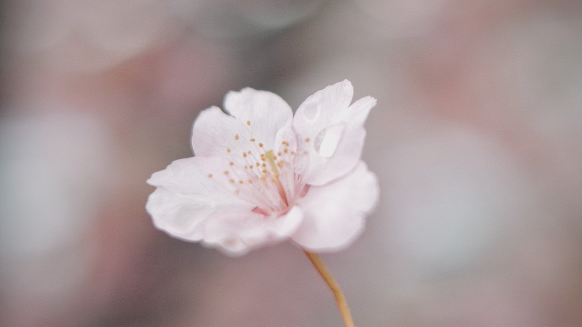 𝙢𝙞𝙞 tweet media