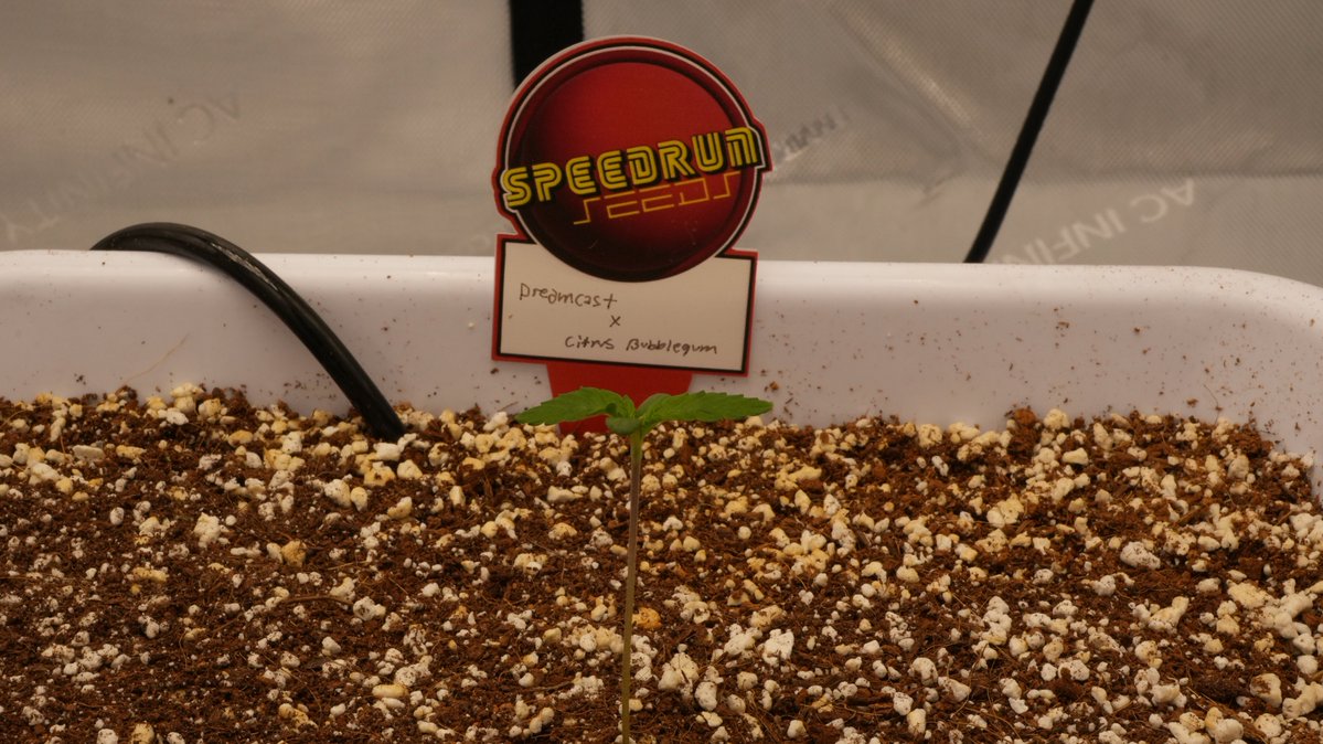 Novacotton tweet media