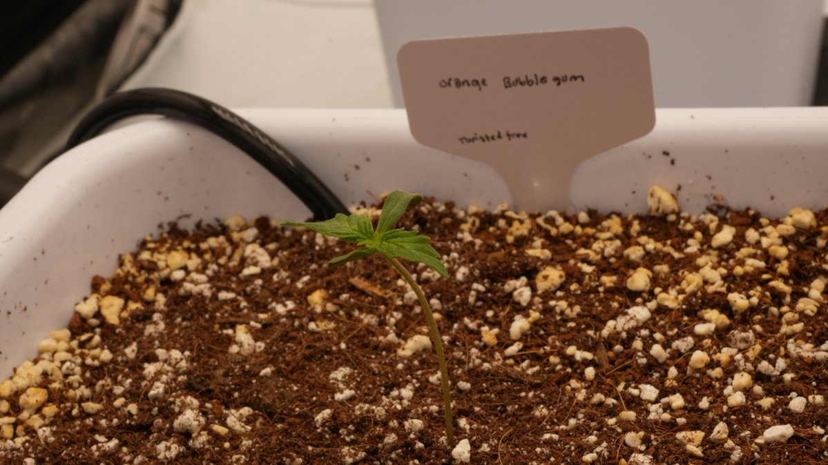 Novacotton tweet media