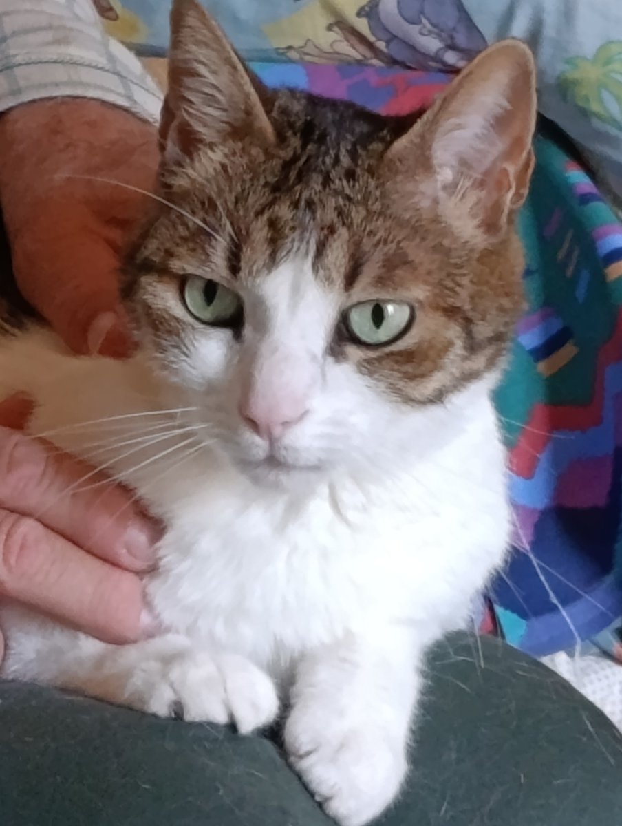 paraxeno daimonio ᴺᶠᵀ plektani-art, Christina S. tweet media