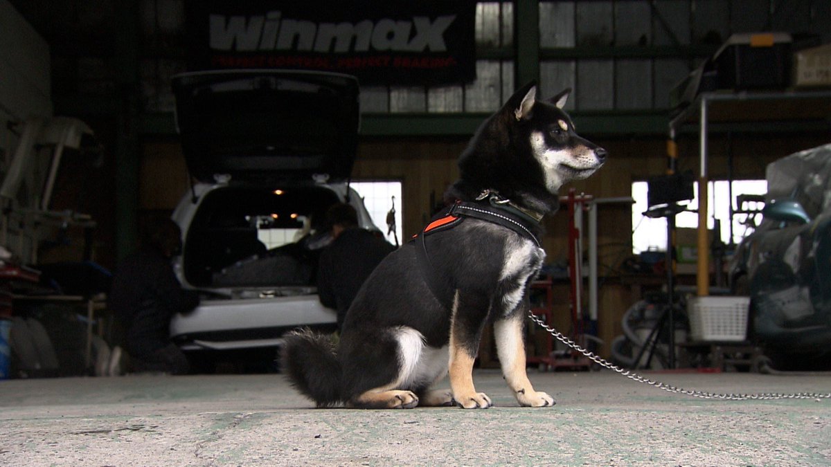 cx_mezamashi's tweet photo. #きょうのわんこ に登場してくれたのは「クリル」でした🐶自動車修理工場の先代看板犬と同じ誕生日ということで２代目に就任🚗生後７カ月ですでに大人気なんだって😆

きょうのわんこはFODで無料配信中→https://t.co/0LyWsPwXca

#めざましテレビ https://t.co/57fC5xEVDf