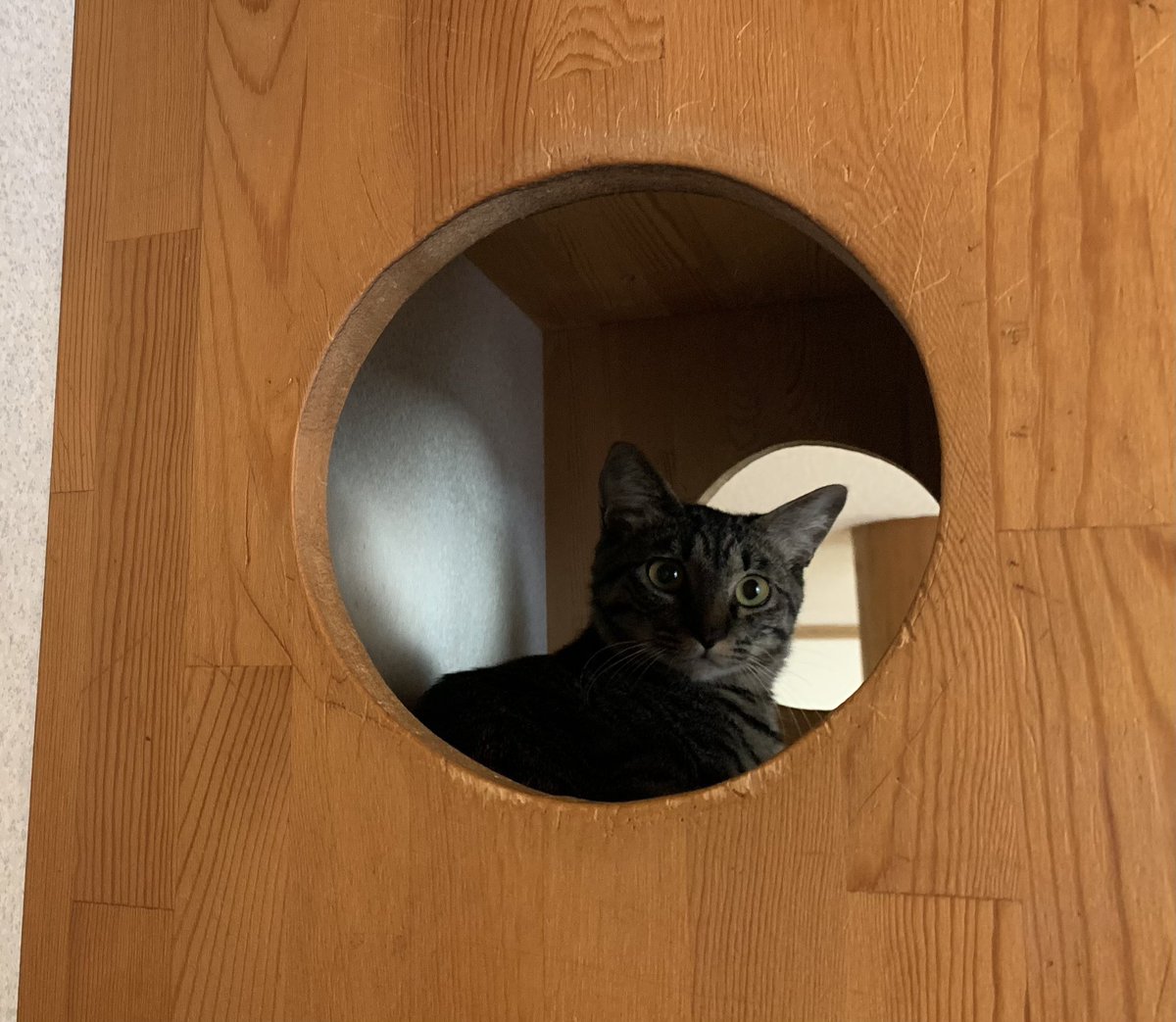 保護猫カフェうたたね tweet media