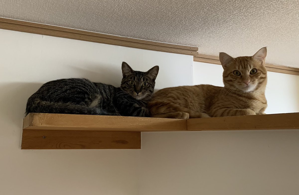 保護猫カフェうたたね tweet media