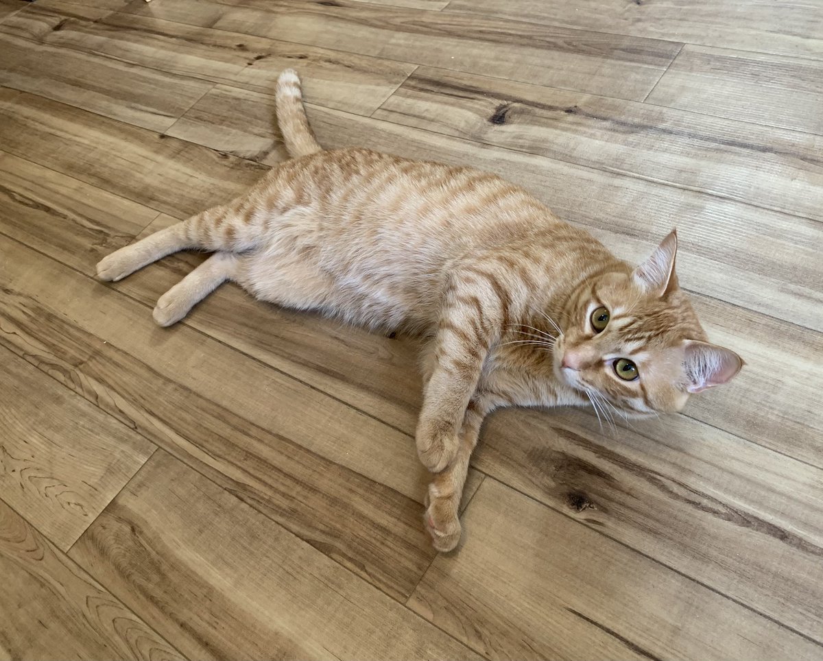 保護猫カフェうたたね tweet media